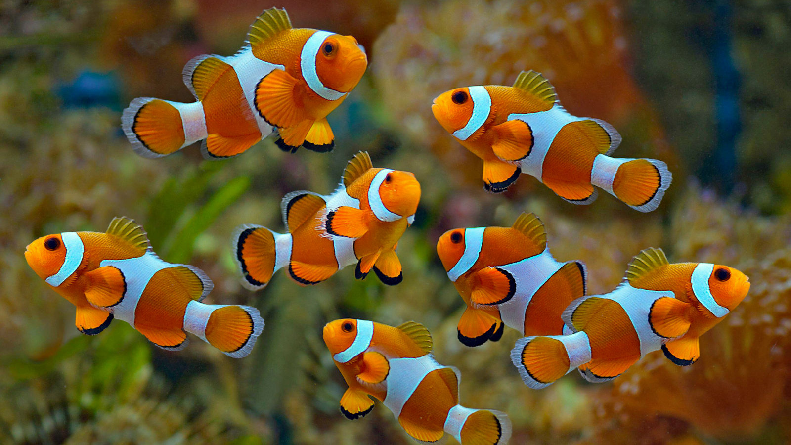 Clownfish Galway Atlantaquaria