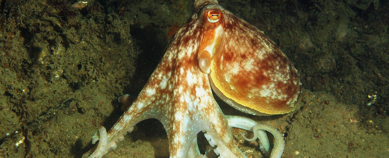 Octopus 