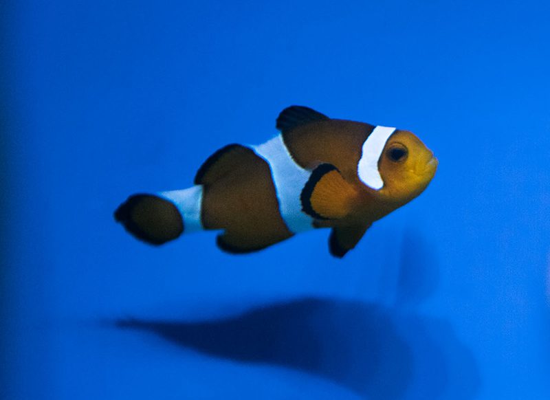 clownfish slide 1