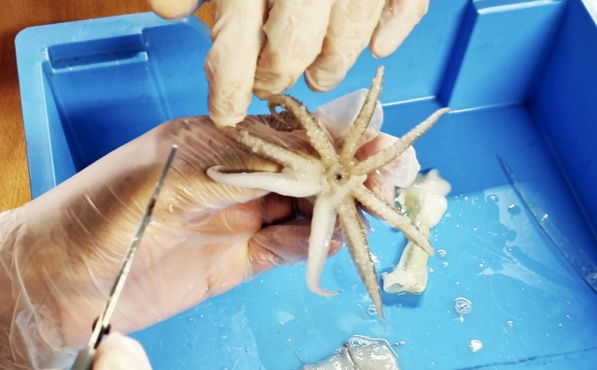 Disect a squid