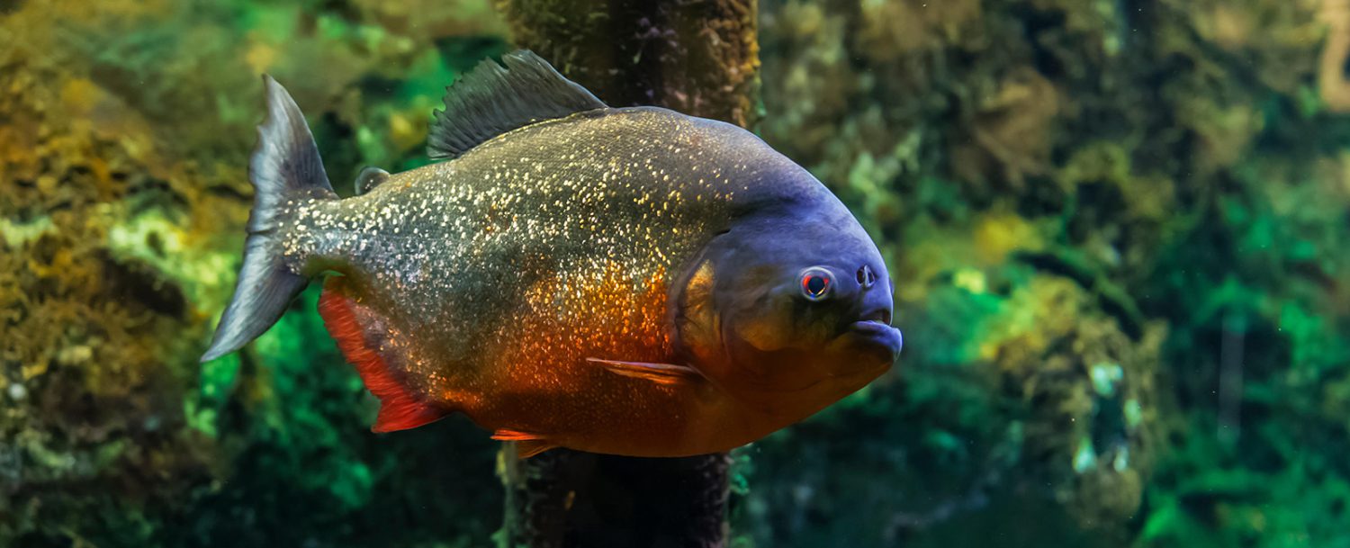 Piranhas and the Tropical Zone at Galway Atlantaquaria