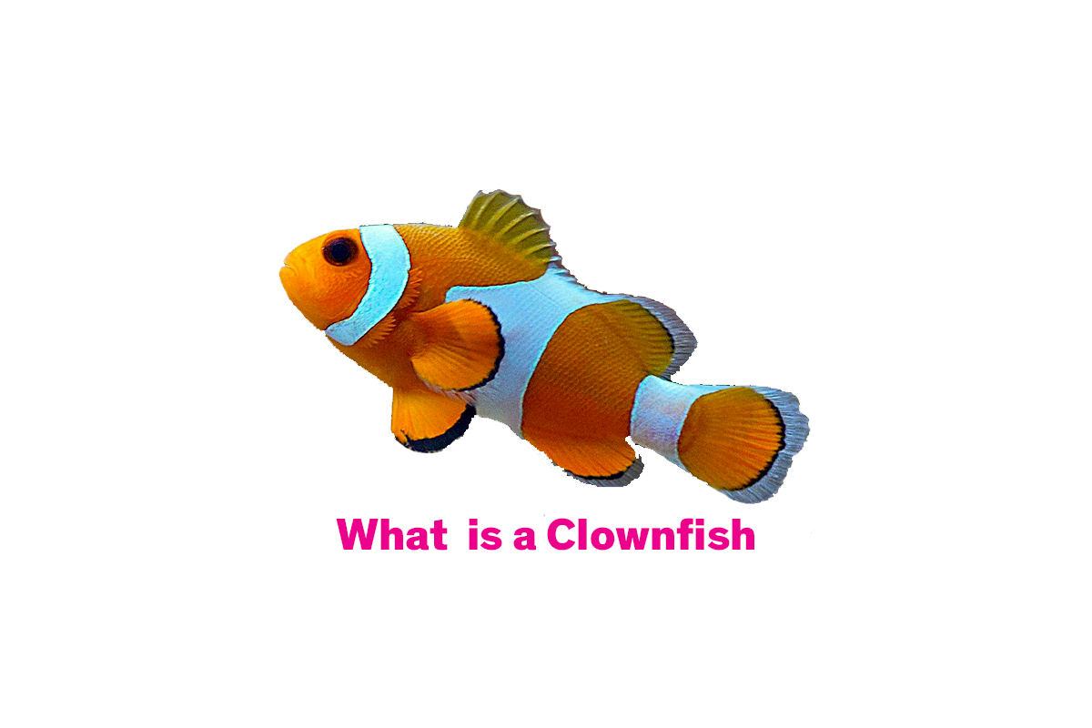 Clownfish in the Aquarium