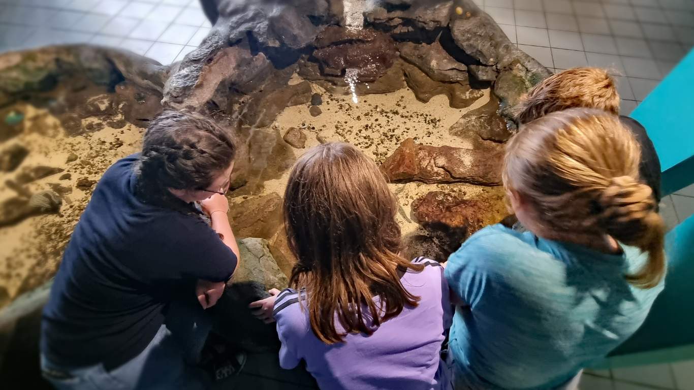 Students observe marine life in the rock pool exhibit at the aquarium.
