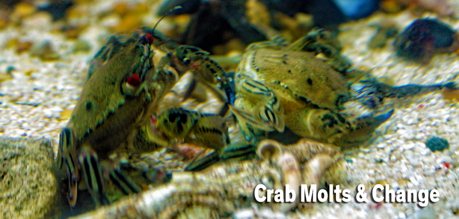 Crab Molt