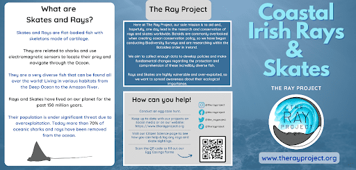 THE RAY PROJECT Guide