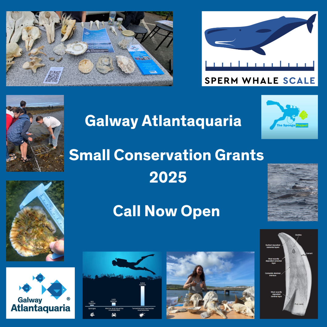 Galway Atlantaquaria Small Conservation Grants 2025 (1)