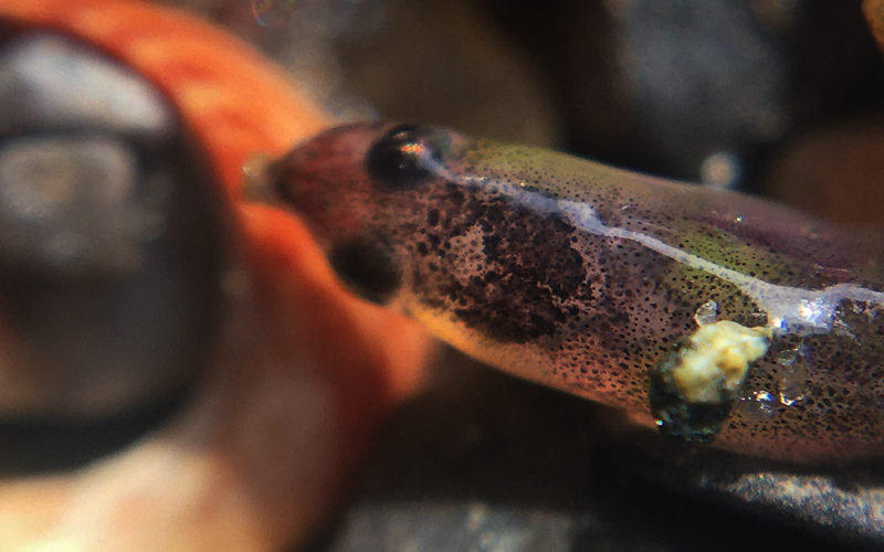 Glass eel