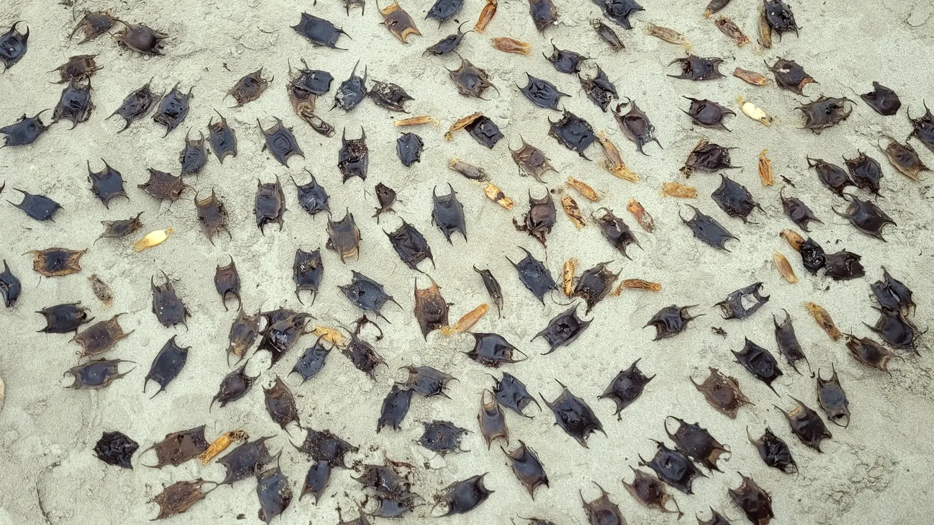 A large pile of shark and ray eggcases on a beach in Salthill, Galway.