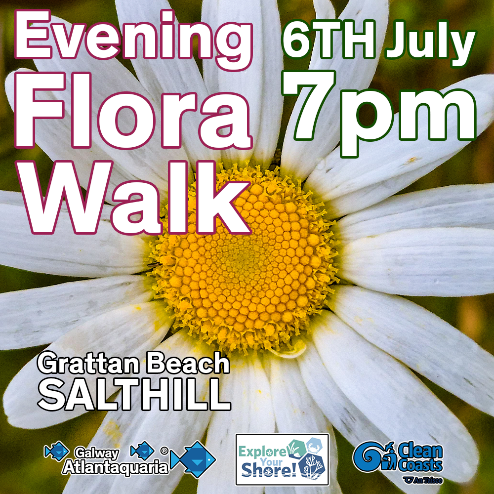 FLORA WALK AD 2 2026