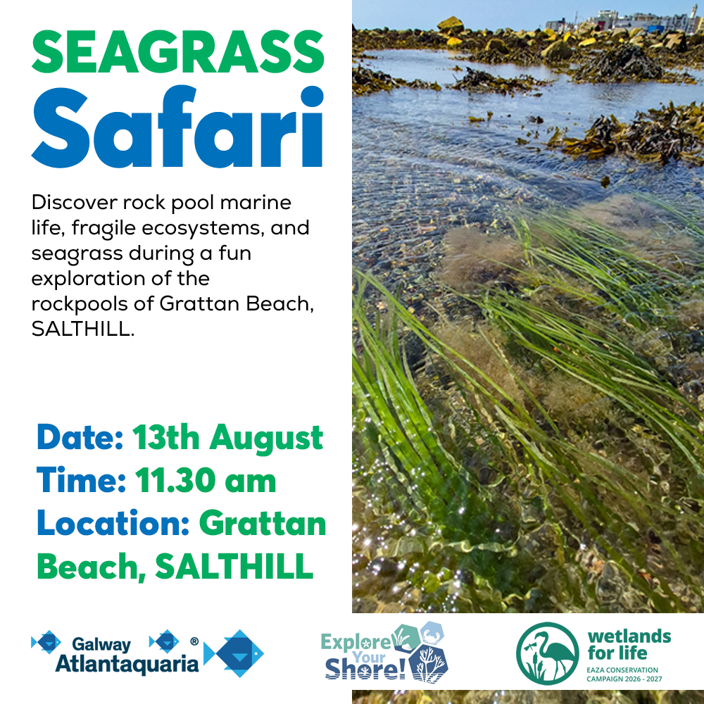 seagrass safari 2026 infor