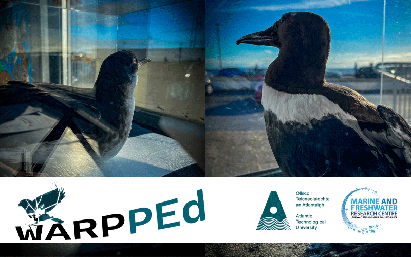 child cognition cover1