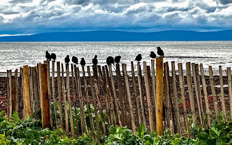 Birds on fences