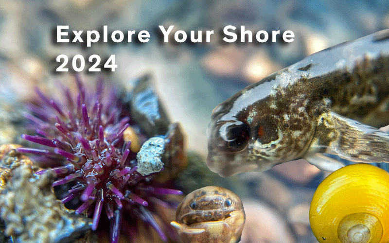 Explore Your Shore