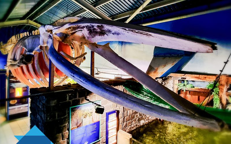 Fin Whale Skeleton,