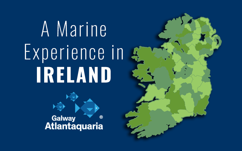 Marine Experiences Ireland