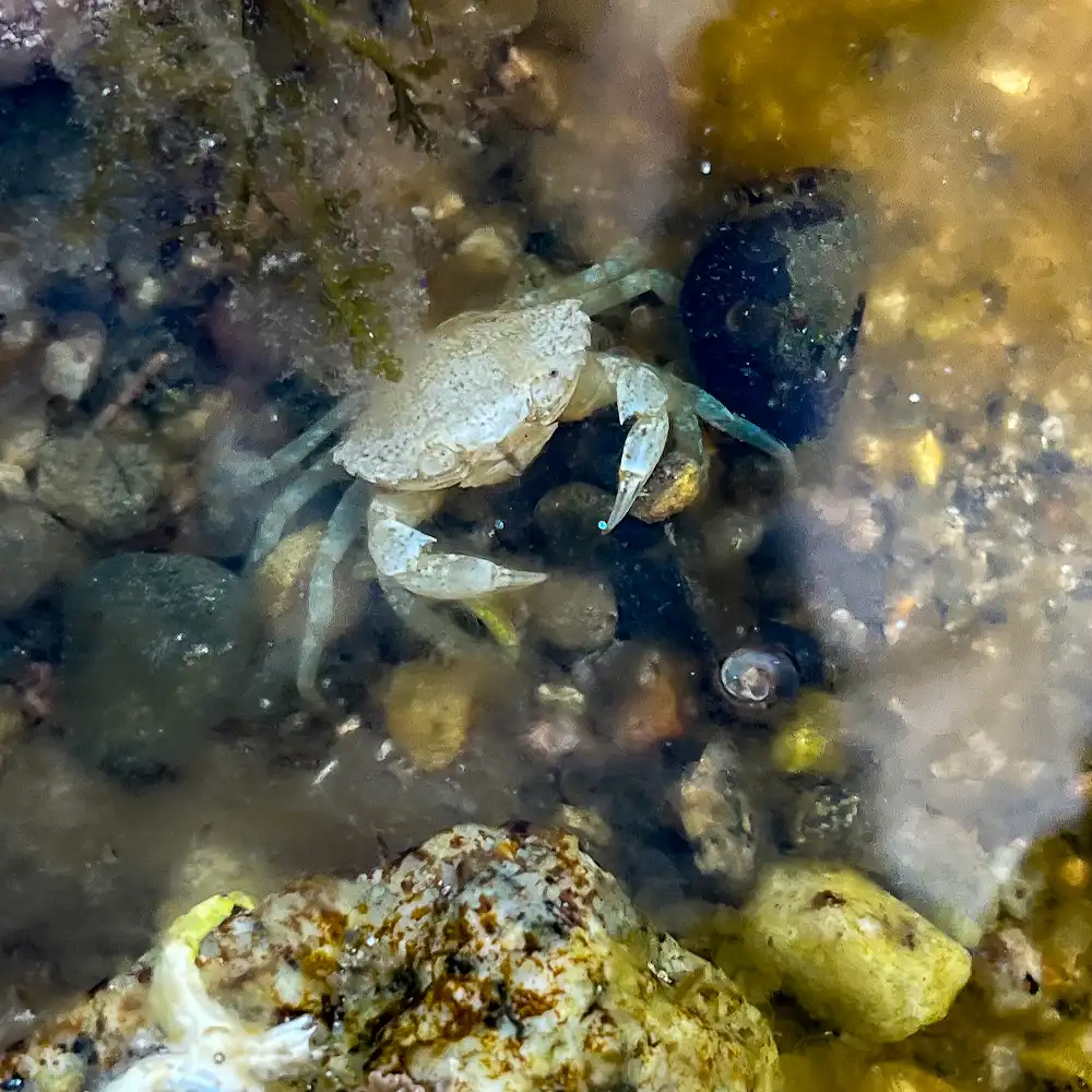 molt crab