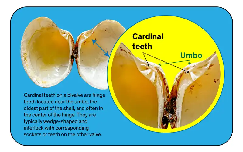 Cardinal Teeth on Bivalve