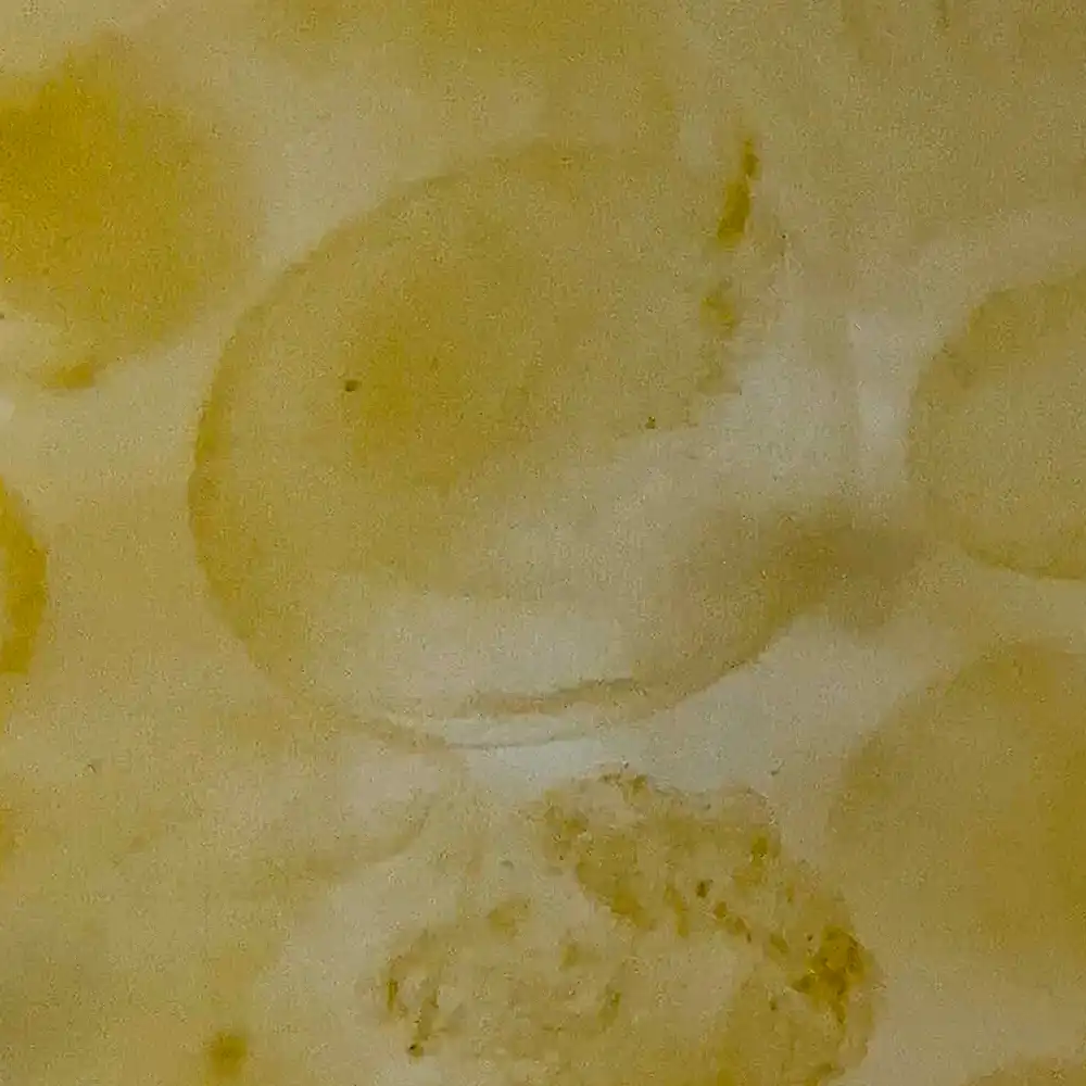 Seaweed Spore