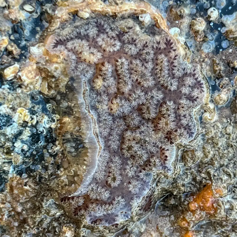 Ascidian