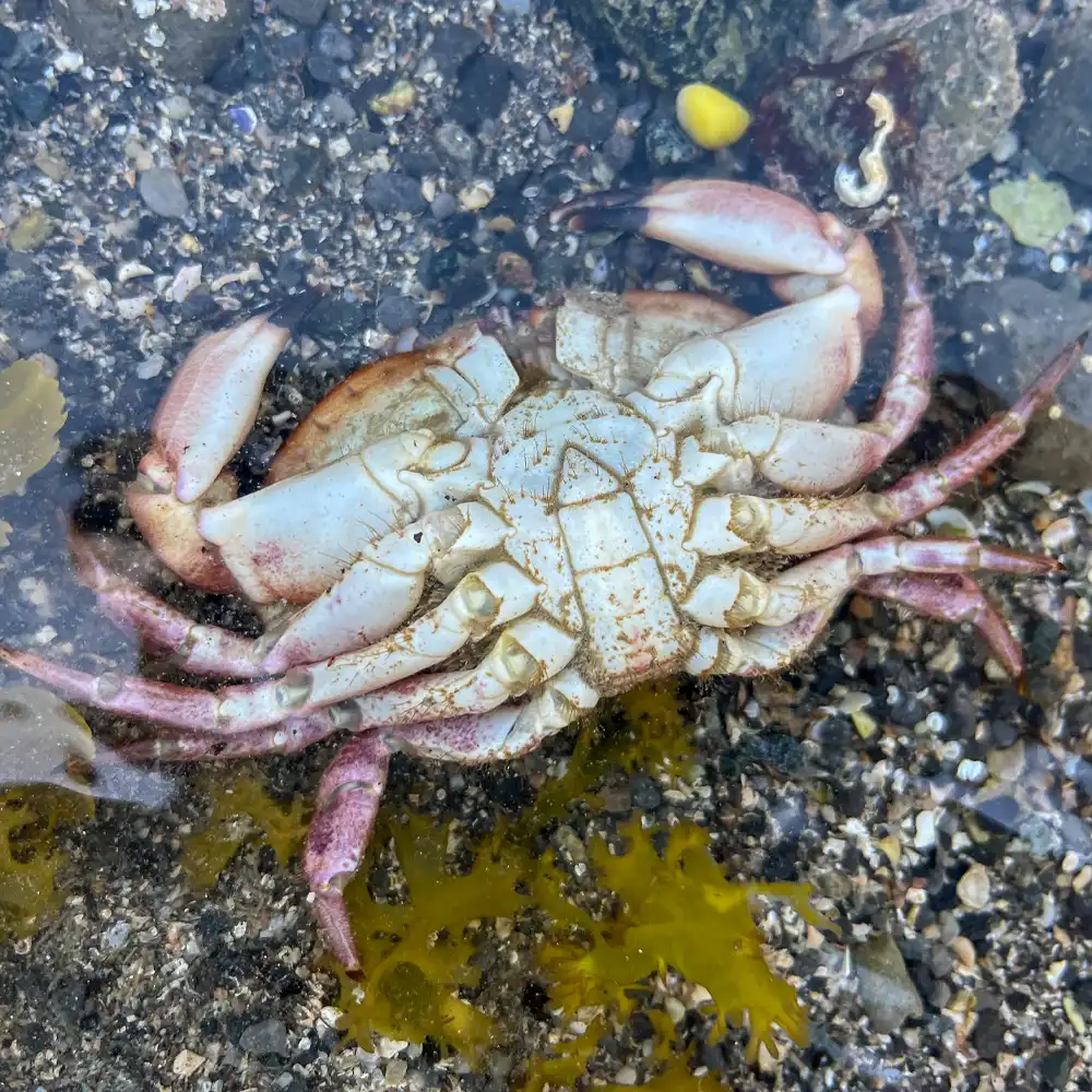 molt Crab