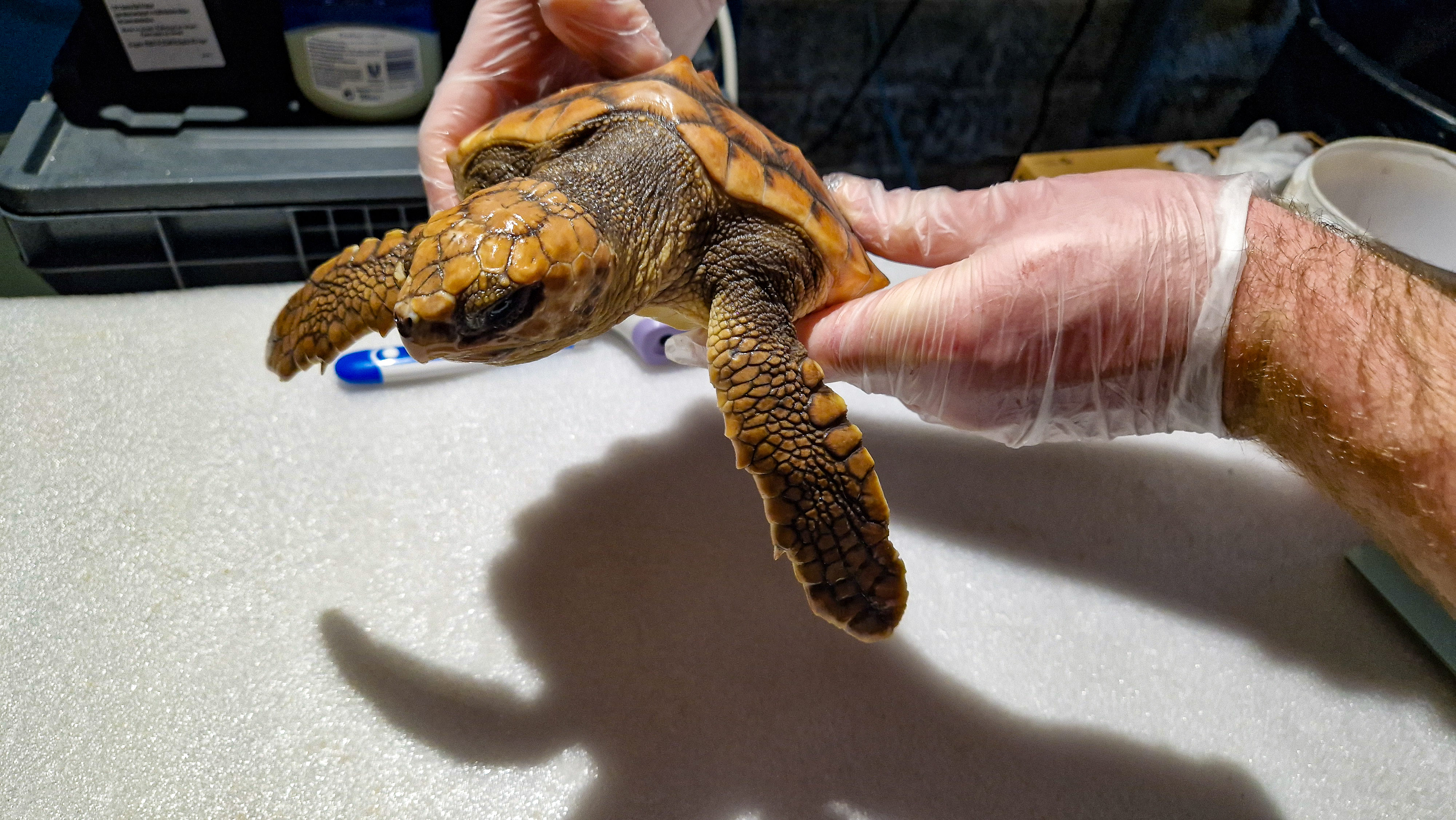 TURTLE 29 03 2025 04