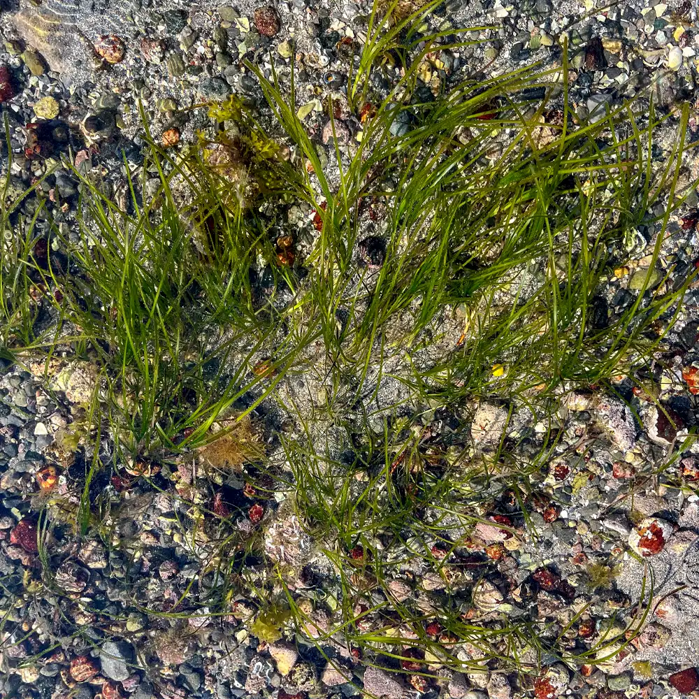 seagrass