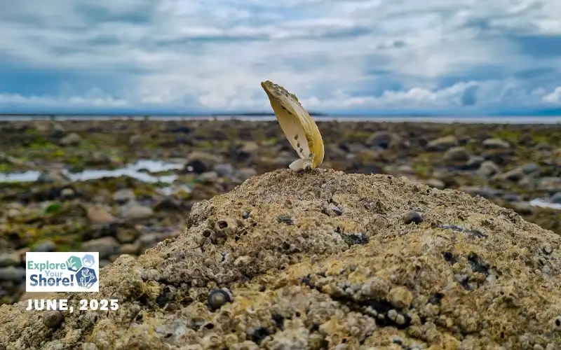 BALANCE BIVALVE 1