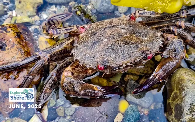 DEVIL CRAB