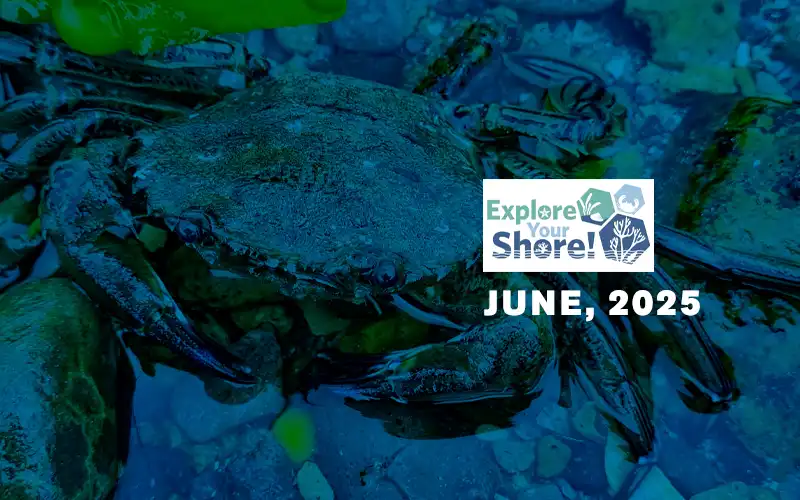 Explore Your Shore