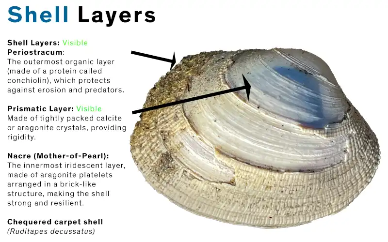 SHELL Layers dESCRIPTION