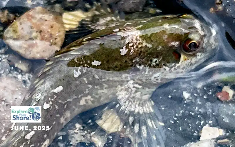 blenny