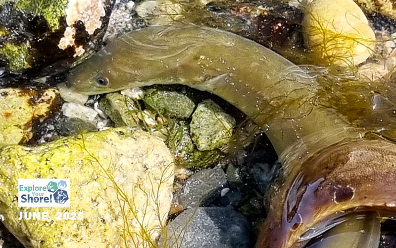 eel