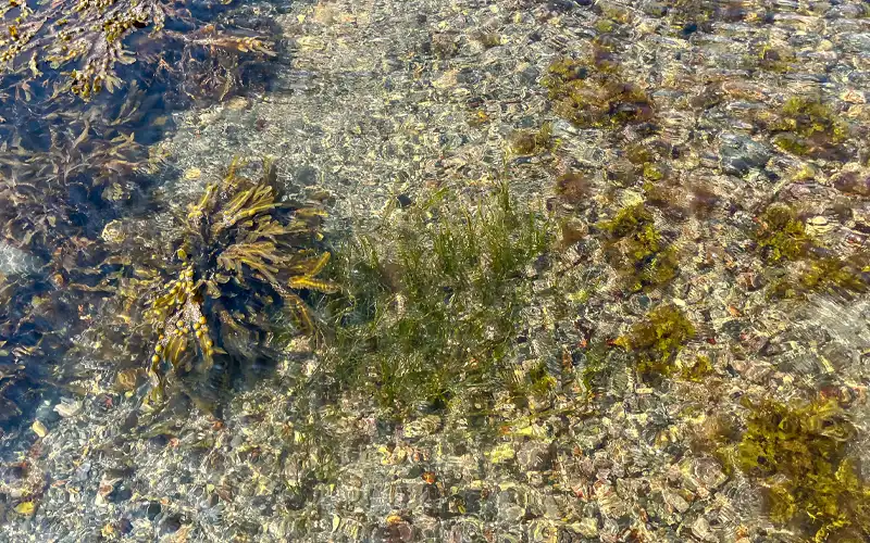 seagrass patch