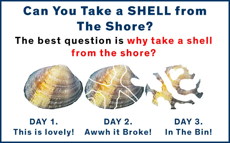 should you take a shell from the shore?