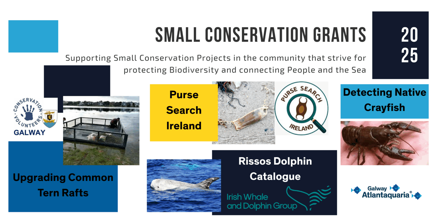 Small Conservation Grant Report 2025 (Medium Banner (US) (Landscape)) (3)