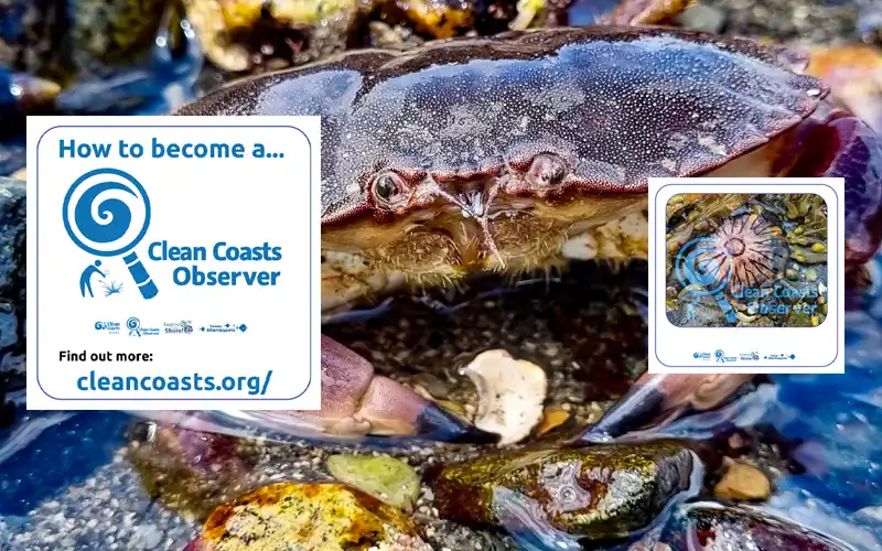 Clean Coasts Observer