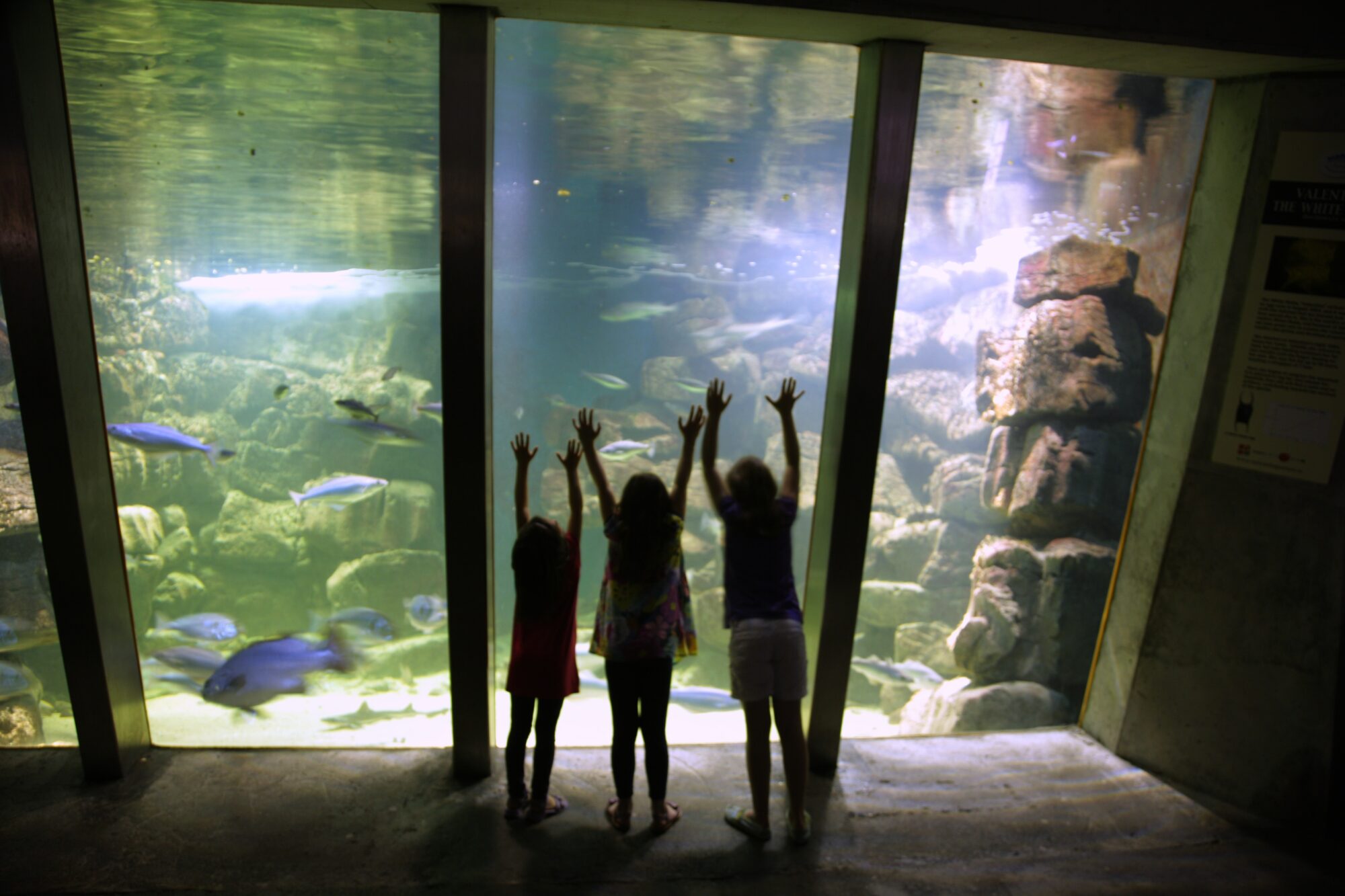 Students looking into the ocean tank at the aquarium.