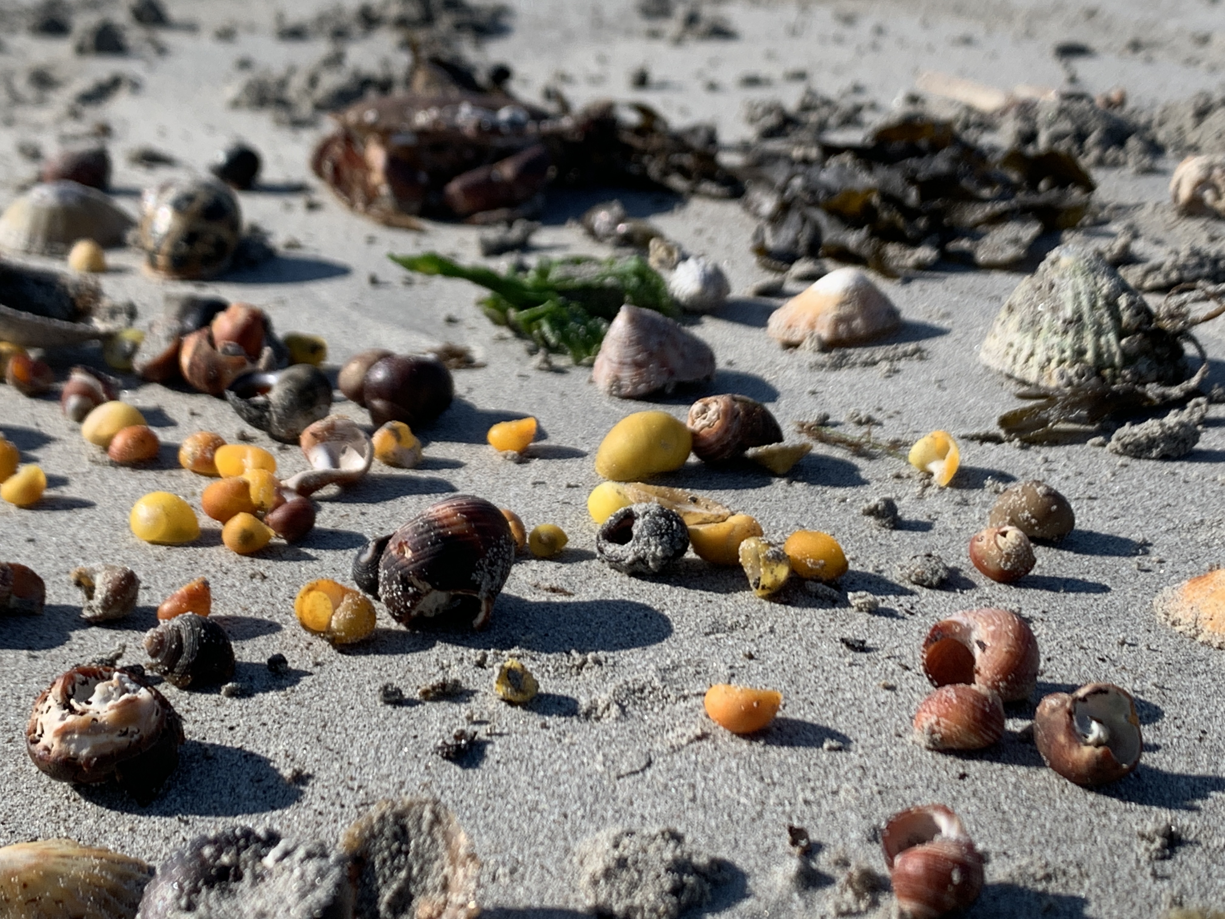 Seashore ecology