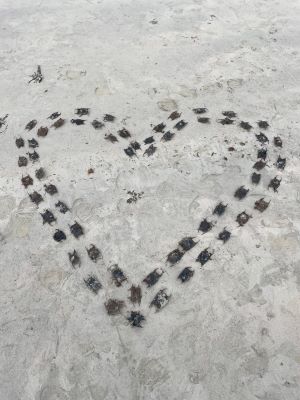 Mermaids Purse Egg Hunt - a heart shape made of mermiad purses on the shore