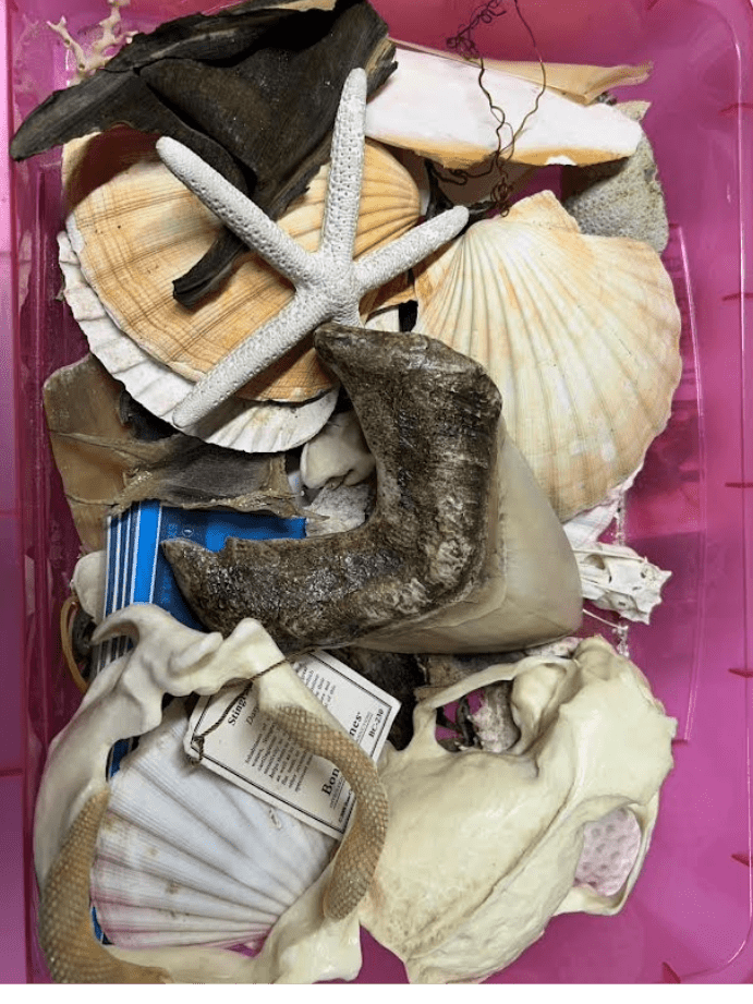 Book of marine biofacts including sheets and bones