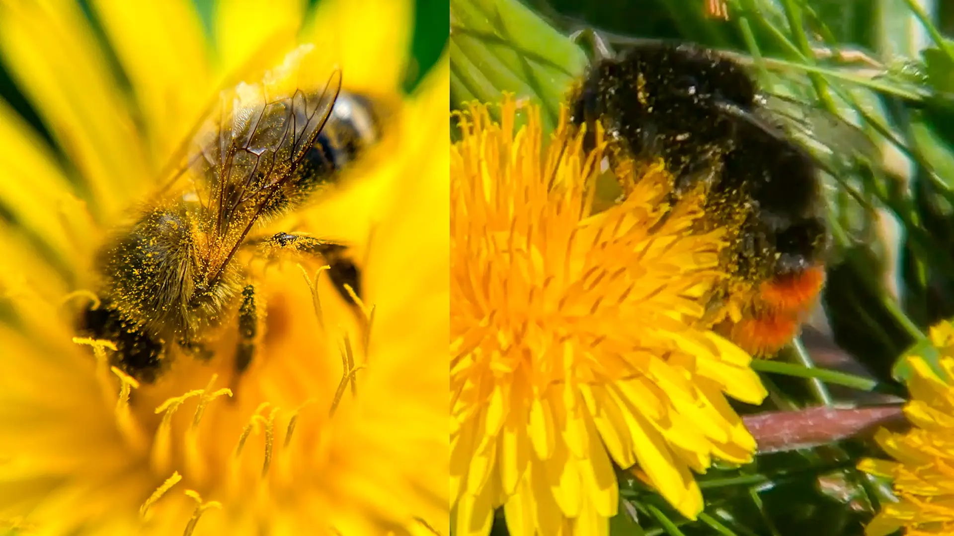 Bee and Bumblebee pollinators Grattan Salthill.