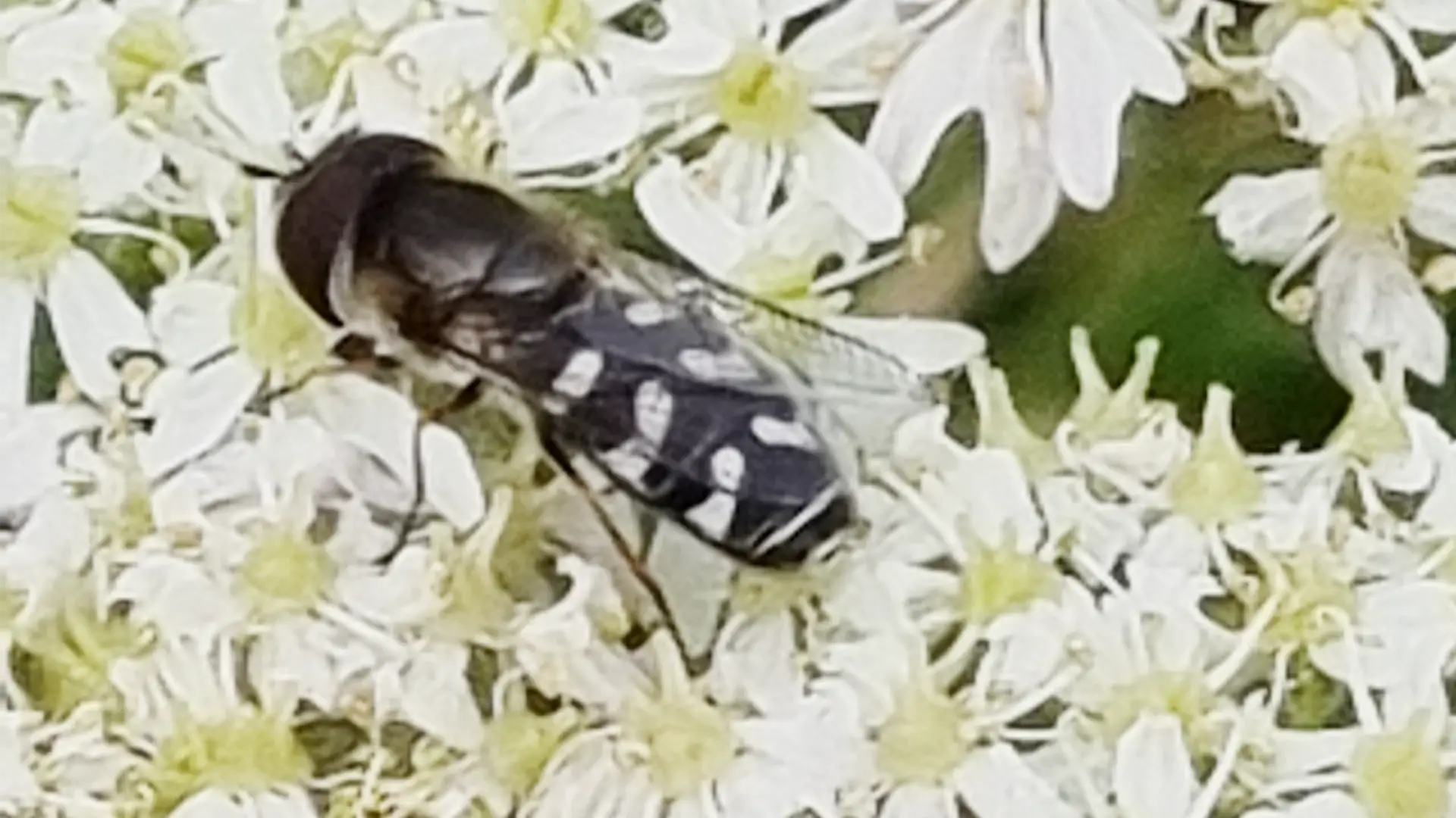 Black and White Hoverfly.