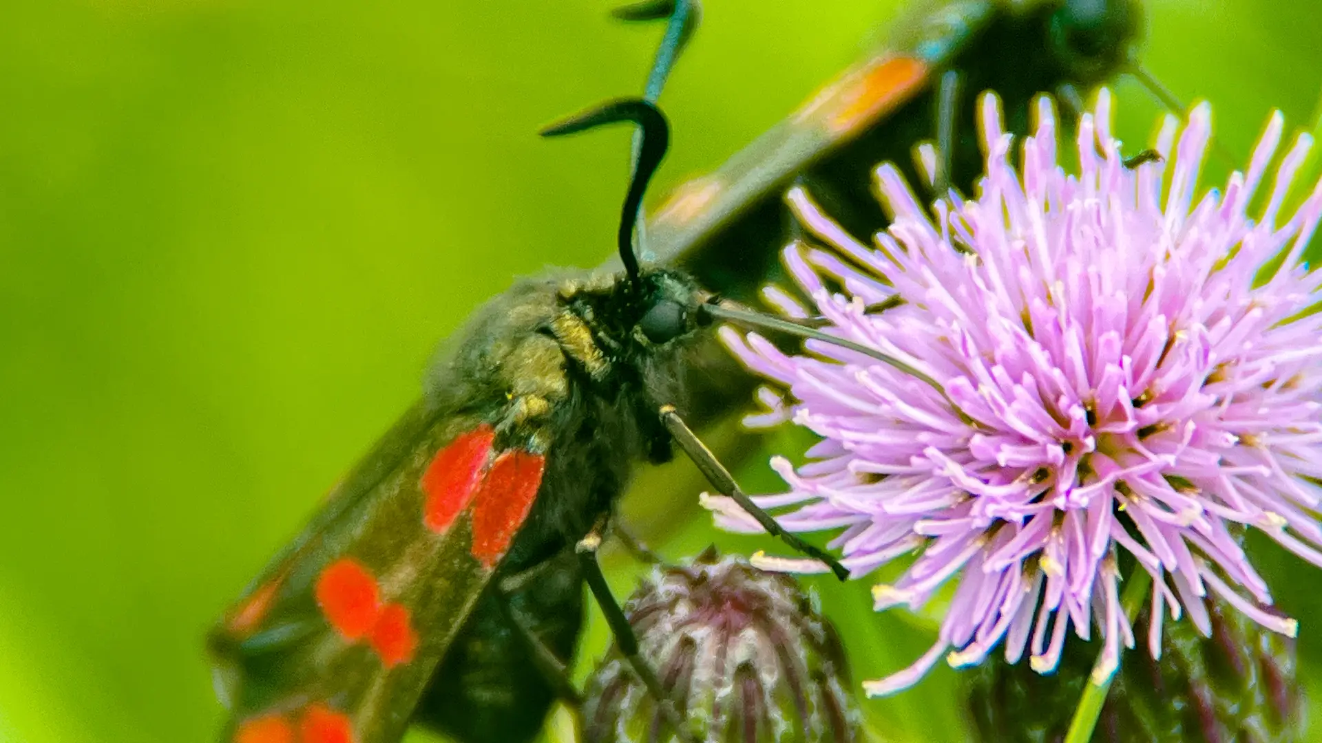 Burnet Moth feeding on flora.
