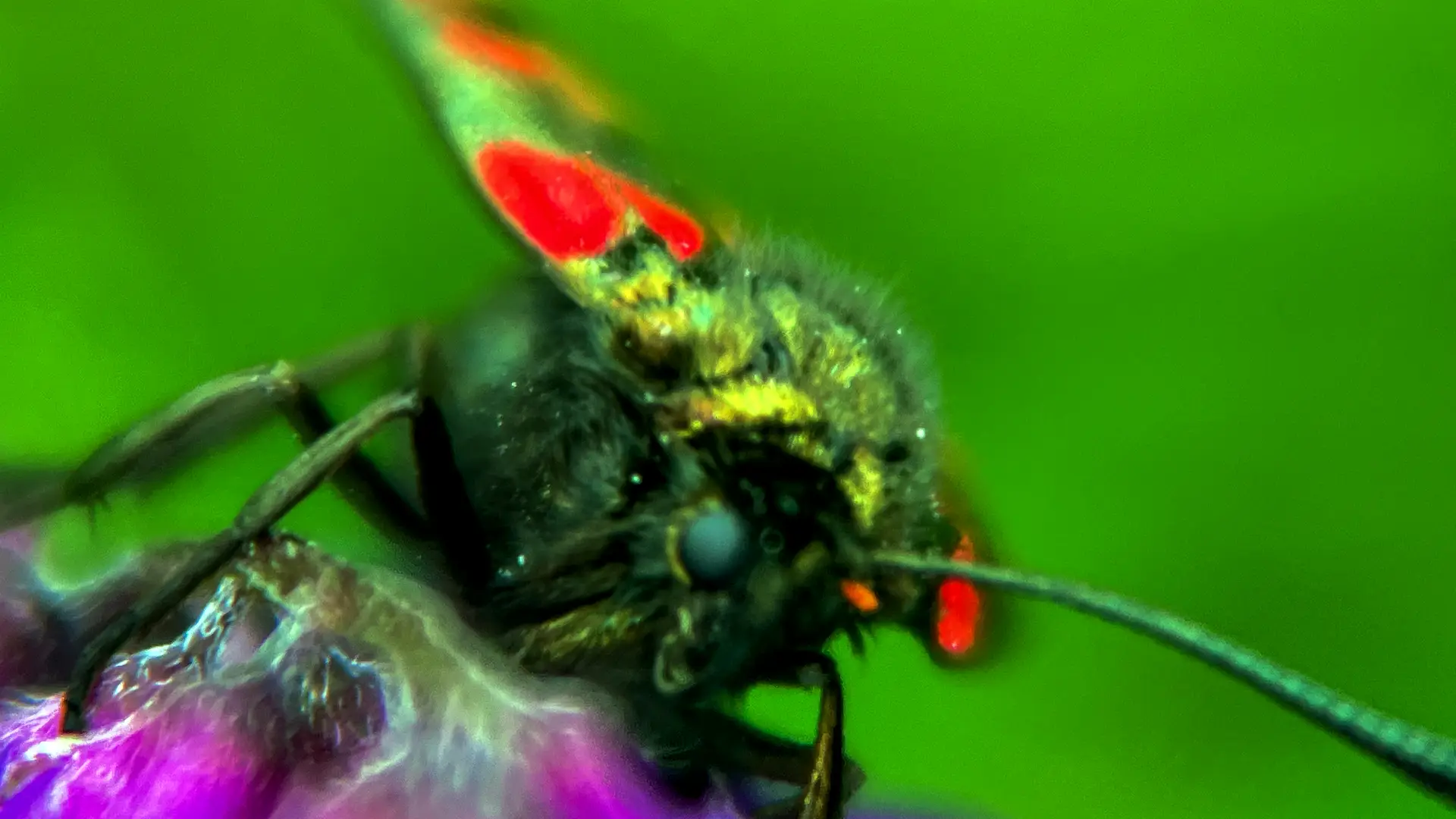 Burnet Moth with pollen on its head.