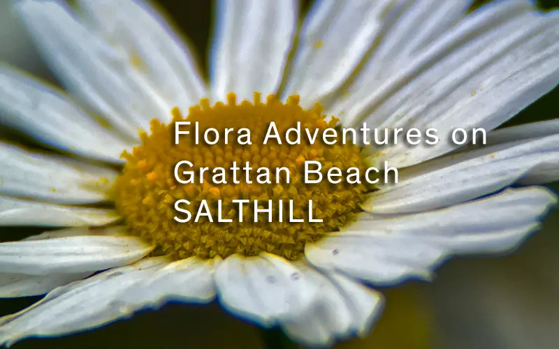 Grattan Flora Cover