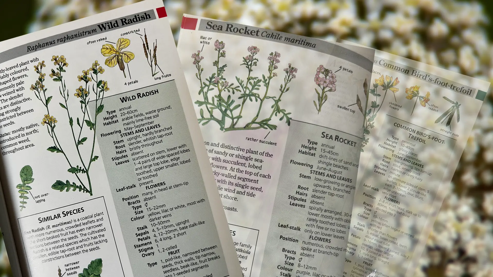 Flora ID pages.