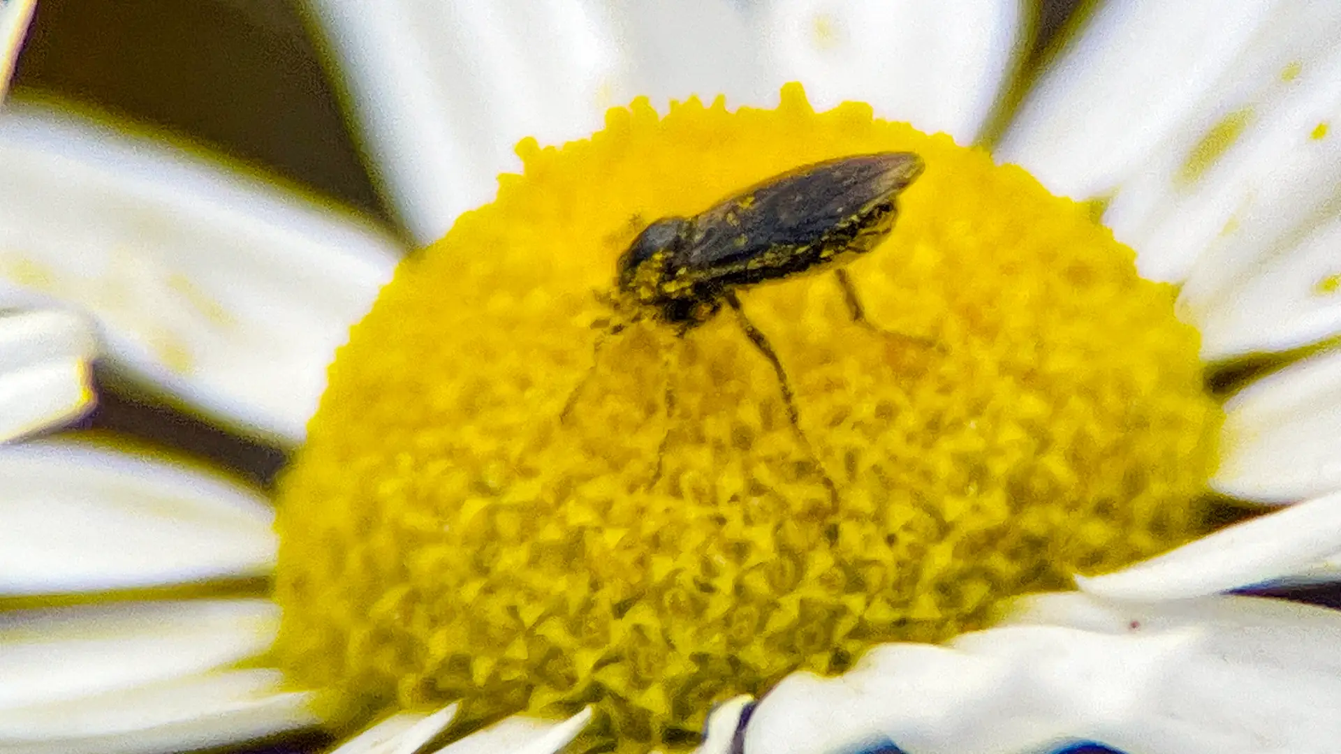 Insect eating pollen on Grattan Beach Salthill.