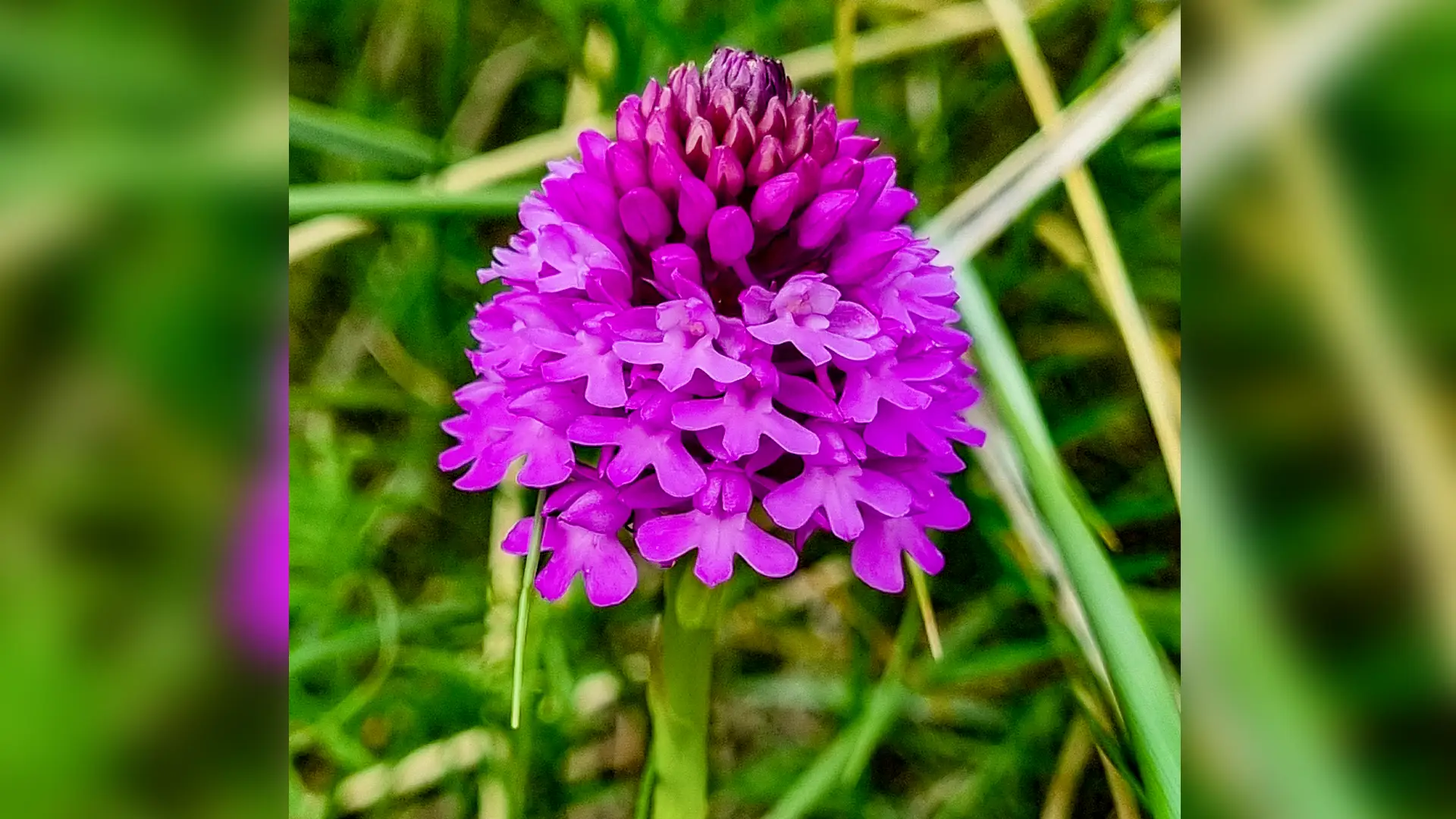 Orchid salthill, Galway City.