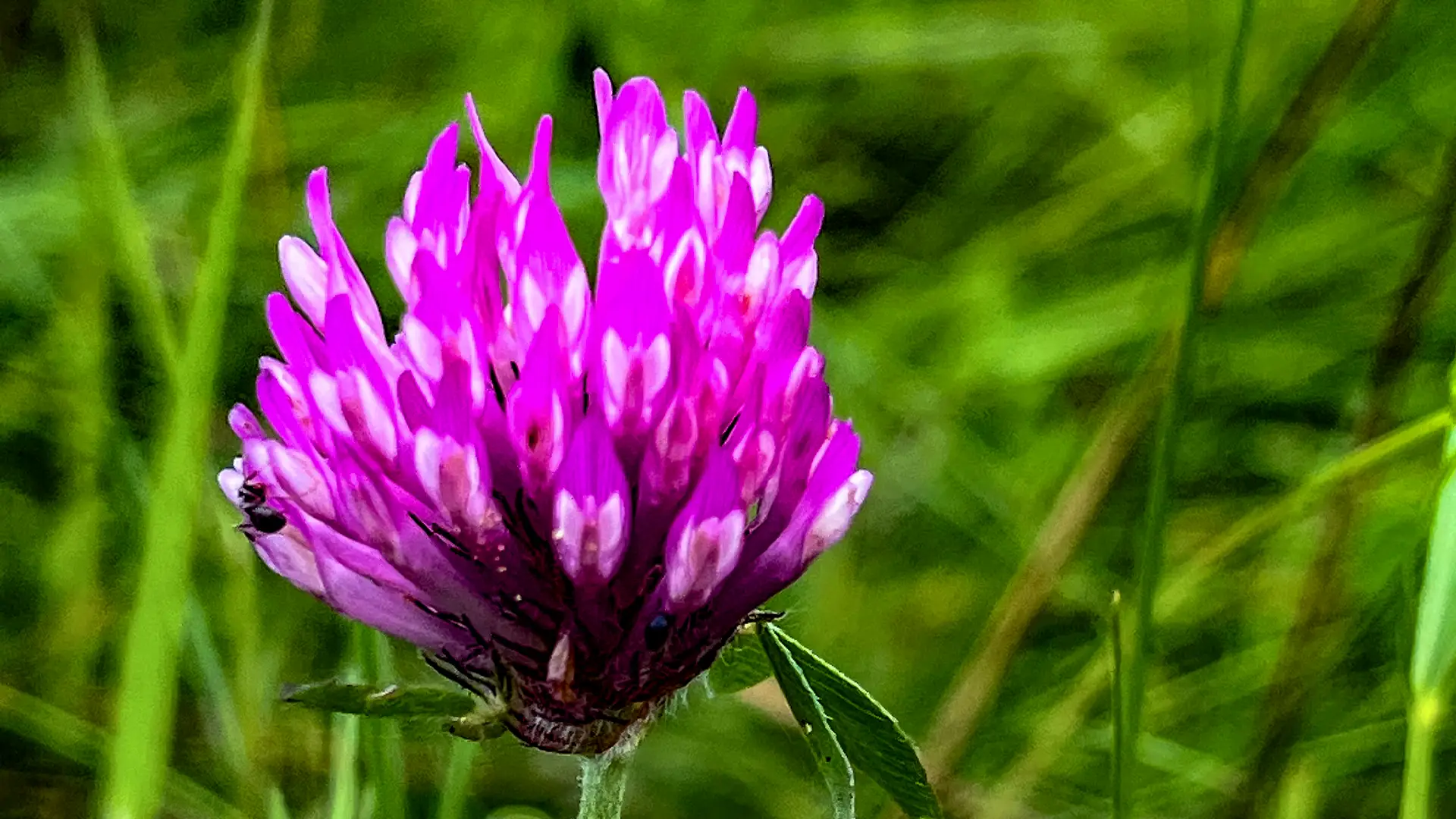 Red Clover Grattan Beach, Salthill.