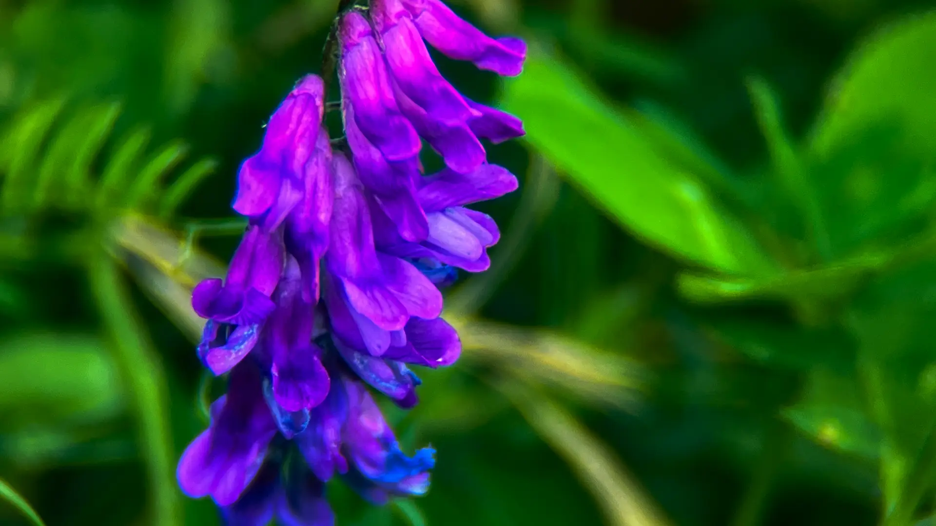 Vetch on Grattan Beach, Salthill.